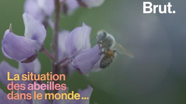 VIDEO. Quelle est la situation des abeilles à travers le monde ?