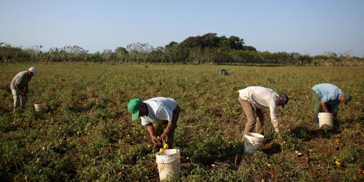 Agricultura en Cuba