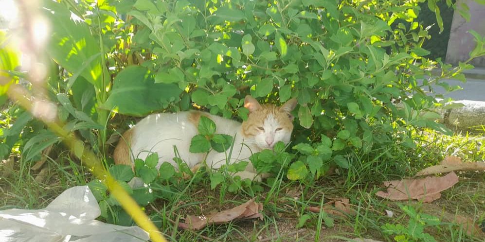 Gatos, animales afectivos